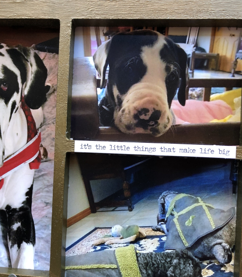 Dogs (11)